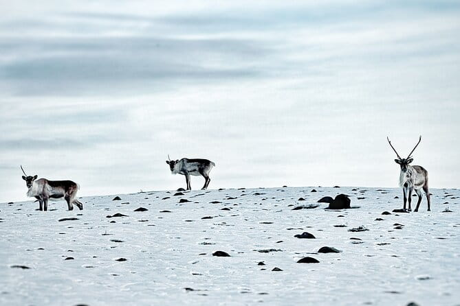 Premium Ice Cave Tour Vatnajokull Iceland - Entering Norway’s Blue Ice Wonderland