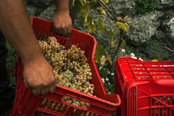 Premium Ischia Wine Tasting Experience with Transfer Included - Who Should Consider This Tour?