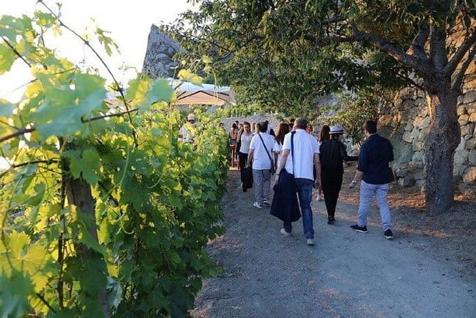 Premium Ischia Wine Tasting Experience with Transfer Included - Price and Value: A Fair Deal for the Experience