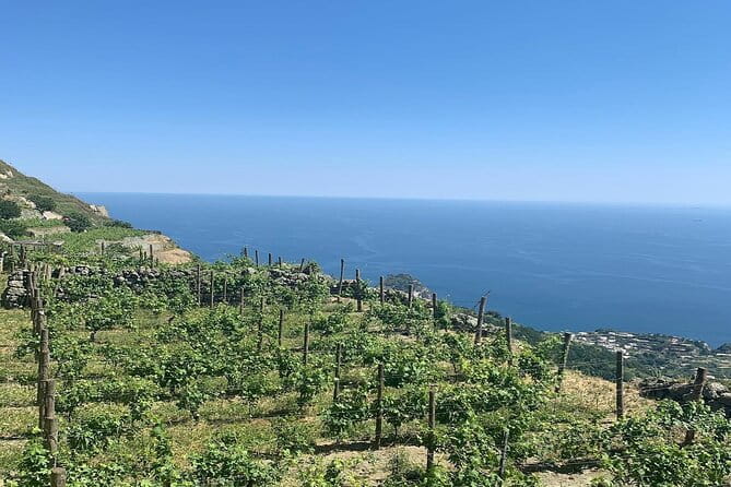 Premium Ischia Wine Tasting Experience with Transfer Included - Who Will Love This Tour?