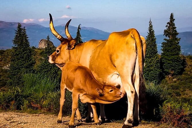 Premium Sunset  2h Buggy Tour  Arcos de Valdevez  Peneda Gerês - Who Will Love This Tour?