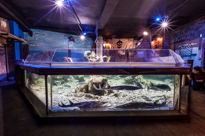 Premium Ticket Sea Life Benalmádena - Key points / Takeaways