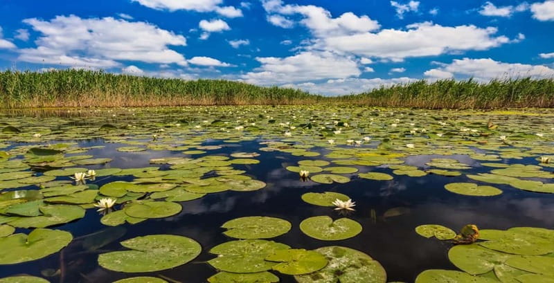 PREMIUM TOUR SMALL GROUP Bucharest: Day Trip to Danube Delta - Key Points / Takeaways