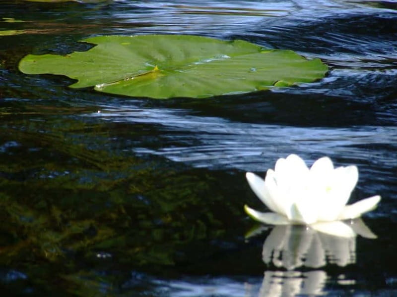 PREMIUM TOUR SMALL GROUP Bucharest: Day Trip to Danube Delta - Returning to Tulcea and the Long Drive Home