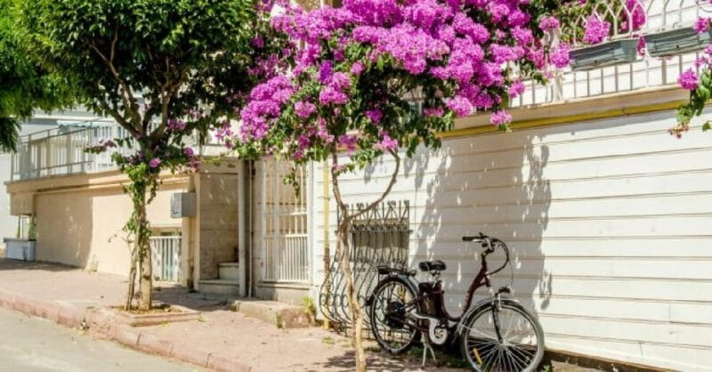 Prince's Island Group Tour - The Return and Reflection