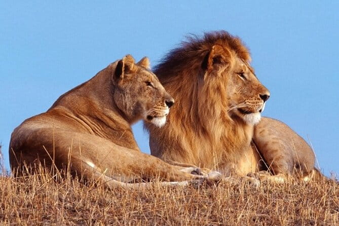 Private 1 Day Akagera Big Five Safari With Pick up and Lunch. - Key Points