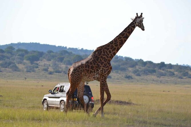 Private 1 Day Akagera Big Five Safari With Pick up and Lunch. - Complimentary 4G Wi-Fi