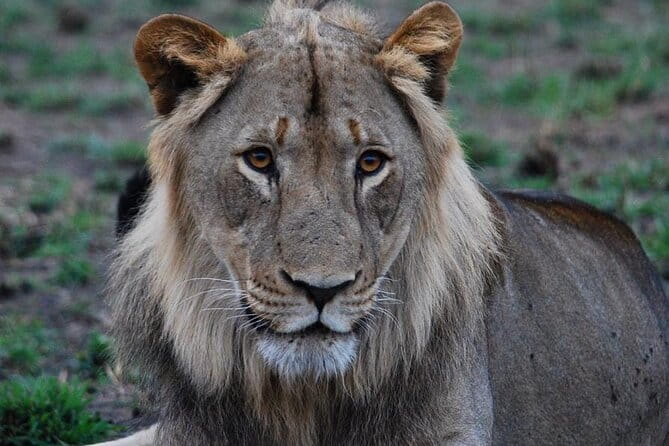 Private 1 Day Akagera Big Five Safari With Pick up and Lunch. - Included Lunch and Water