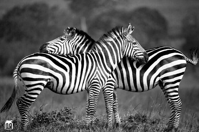 Private 1 Day Akagera Big Five Safari With Pick up and Lunch. - Cancellation Policy Details