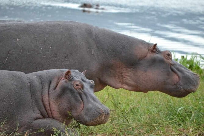 Private 1 Day Akagera Big Five Safari With Pick up and Lunch. - Accessibility and Medical Concerns