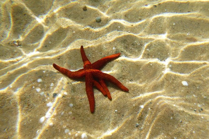 Private 1-Hour Guided Snorkeling Adventure with Go Pro Pictures - Why This Experience Stands Out