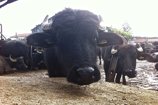 Private 2 Hour Paestum Tour - The Guide and the Reviews