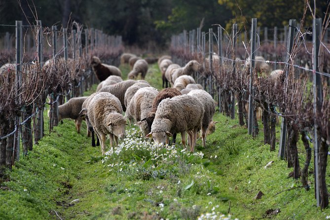 Private 4x4 Ride in a Wine Estate Followed by a Tasting - Private Transportation for Convenience