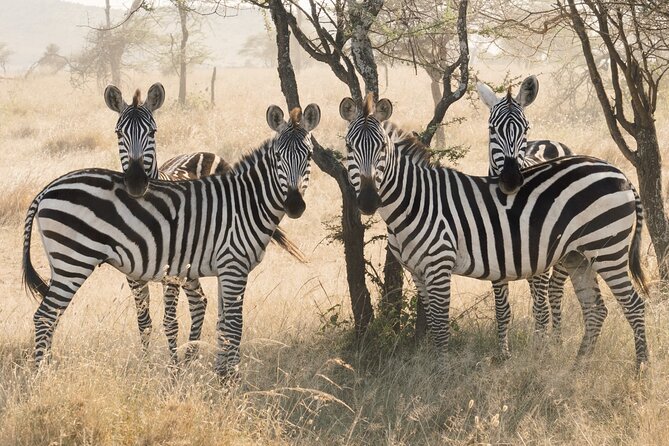 Private 6-Day Tarangire Manyara Crater and Serengeti With Mid-Range Lodges - Key Highlights and Activities