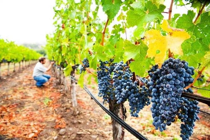 Private 8-Hour Tour of Four Etna Wineries with Tasting - Final thoughts: Is it worth it?