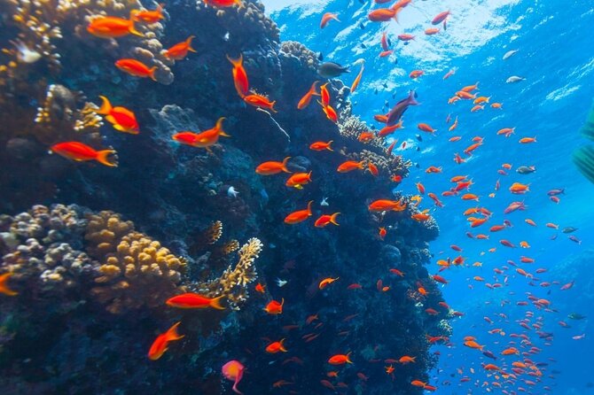 PRIVATE ADVENTURE Trip! 3 Hours Speed Boat + 3 Hours Quad Safari - Private Transportation