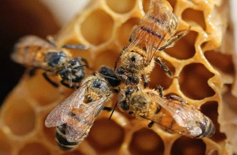 Private Ancient Olympia Tour & Honey Farm Experience - Free Time in Olympia Village