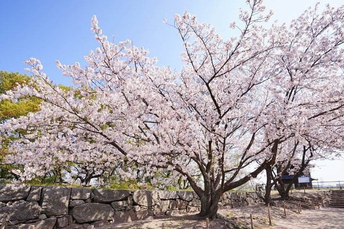 Private and Unique Fukuoka Cherry Blossom Sakura Experience - Additional Information