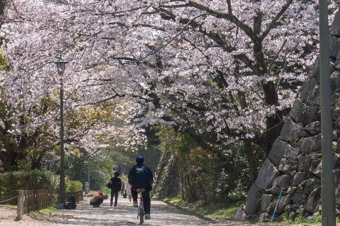 Private and Unique Fukuoka Cherry Blossom Sakura Experience - Itinerary and Activities