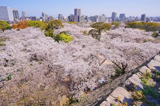 Private and Unique Fukuoka Cherry Blossom Sakura Experience - Guest Reviews