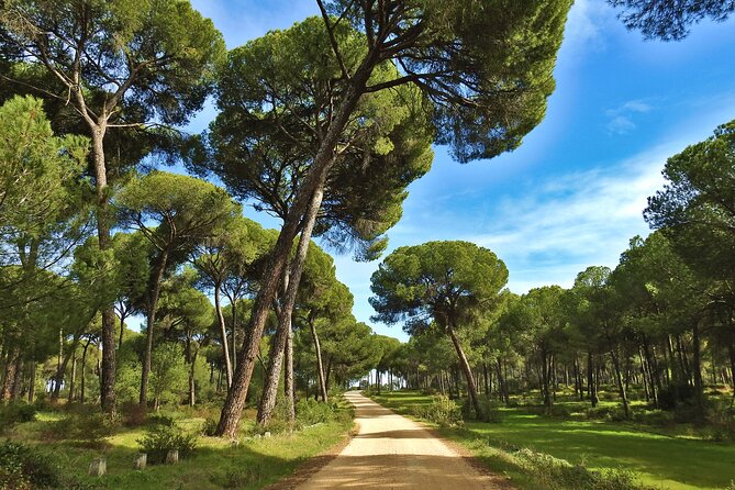 Private Birding & Photography Day Trip to Doñana - Tour Accessibility