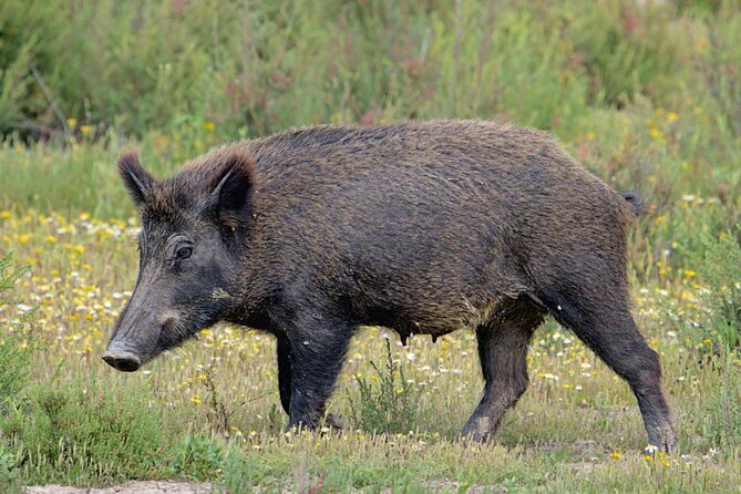 Private Birding & Photography Day Trip to Doñana - Transportation Information
