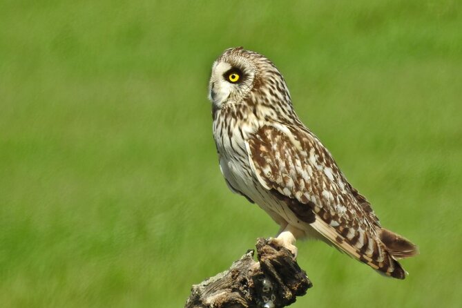 Private Birding & Photography Day Trip to Doñana - Participant Suitability