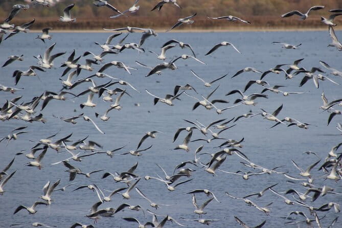 Private Birding Tour in Albania - Price and Logistics: Is It Worth It?