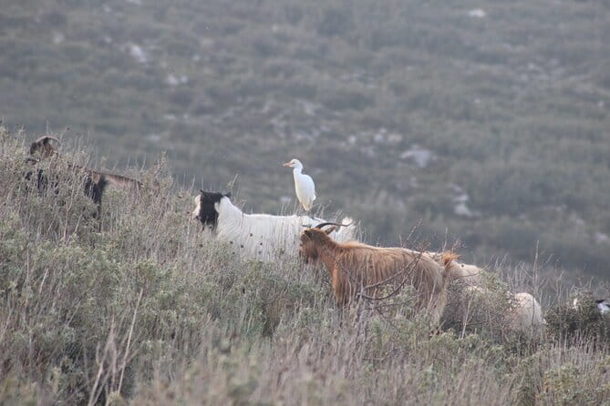 Private Birding Tour in Albania - FAQ: Your Birding Questions Answered