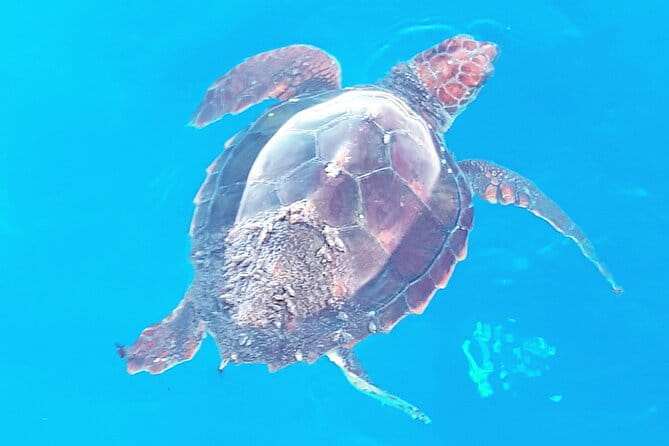 Private boat tour - Expect an Engaging Marine Wildlife Experience