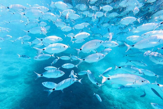 Private Boat Trip with Sandra Boat Medulin, Kamenjak, Ceja - The Sum Up