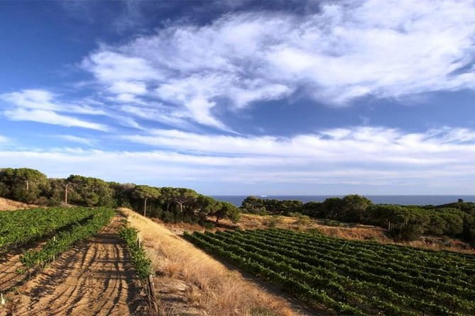 Private Breakfast Winery Experience - Private Wine Tasting Tour - Key Points / Takeaways