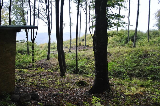 Private Brown Bear Watching Experience near Odorheiu Secuiesc - Practical Tips for a Successful Bear-Watching Evening