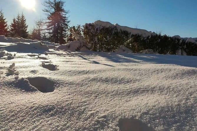 Private Buggy Experience All Seasons in Pamporovo - Final Thoughts