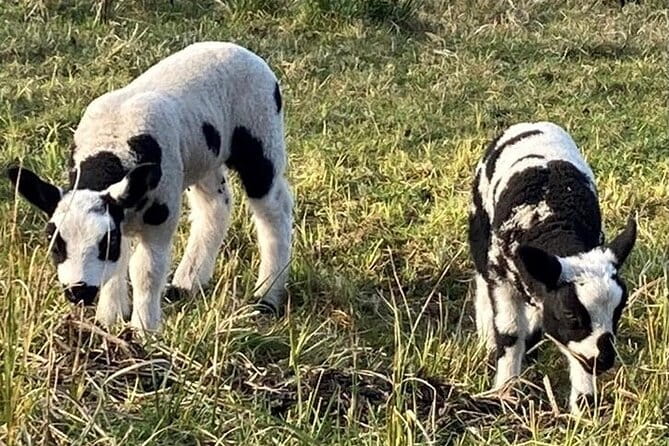 Private Canal Cruise through Giethoorn - The Charm of a Private Sloop Tour