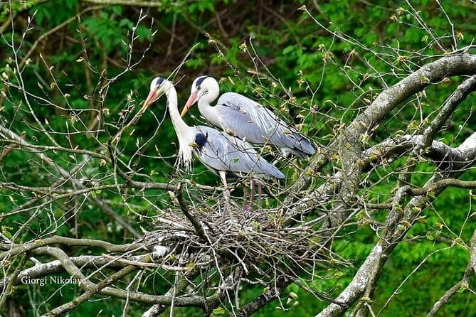 Private Canyon&Cave Tour from Kutaisi(Martvili-Okatse-Prometheus) - Who Will Love This Tour?