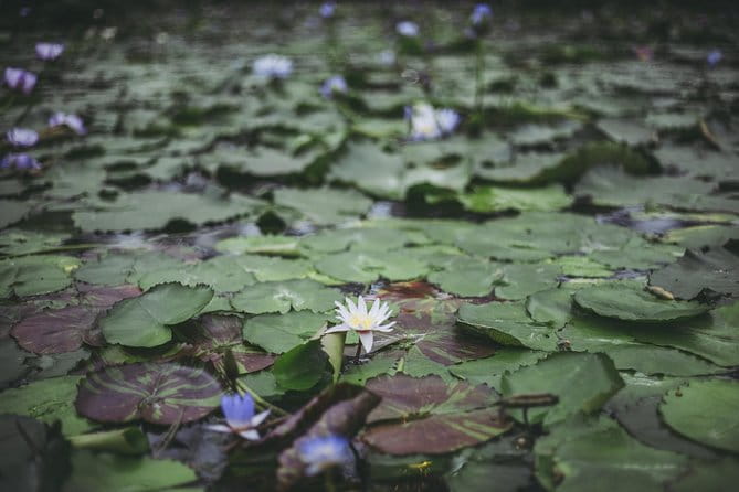 Private Car Day Trip to the Kobe Mountains, Gardens and Hot Springs From Osaka - Highlights of the Mount Rokko Excursion