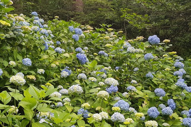 Private Car Day Trip to the Kobe Mountains, Gardens and Hot Springs From Osaka - Transportation and Pickup Details