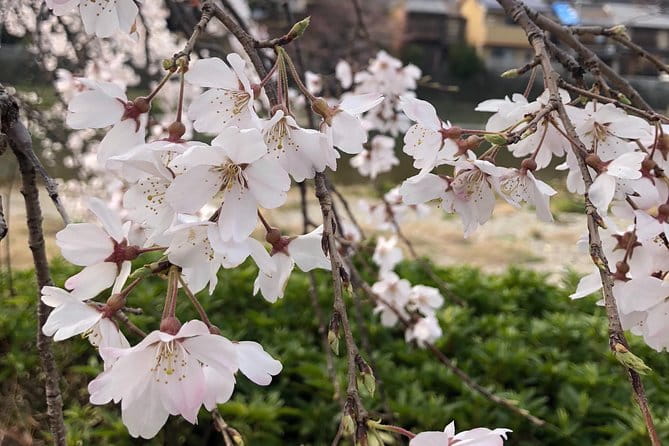 Private Car Tour in Kyoto (Up to 4) - Guide Experience and Customer Feedback