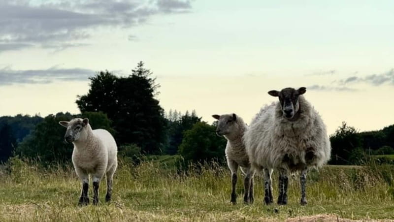 Private Car Tour: Limerick to Clare, Shannon,Bunratty,Burren - Exploring the Heart of Clare in Comfort and Style