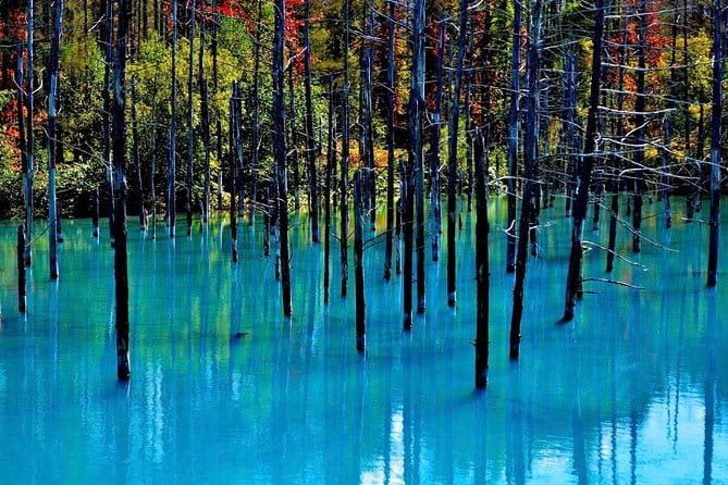 Private Car Tour of Furano and Biei in Hokkaido With Local Guide - Inclusions and Pricing