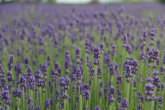 Private Car Tour of Furano and Biei in Hokkaido With Local Guide - Exploring Farm Tomita