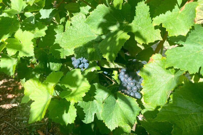 Private Champagne Ruinart, Moet Chandon VIP Tour by Mercedes - Price & Value Analysis