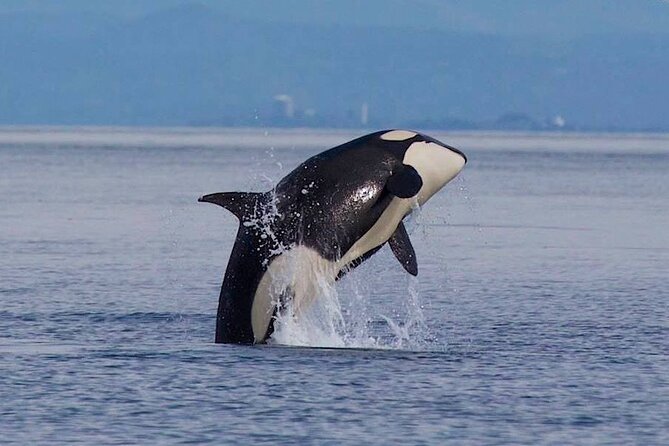 Private Charter - Marine Adventure and Whale Watching - Cancellation Policy