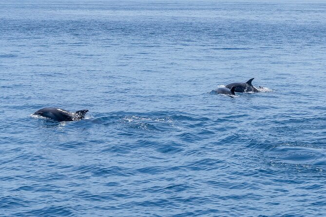 Private Coastline and Dolphins Yacht Cruise from Albufeira - The Sum Up