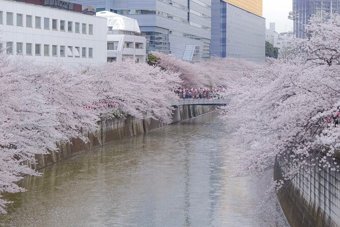 Private Custom Tour: Tokyo in a Day - Spiritual Journey at Meiji Shrine