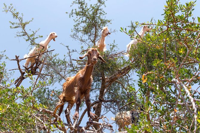Private Day Trip From Marrakech to Essaouira Mogador - Tour Overview