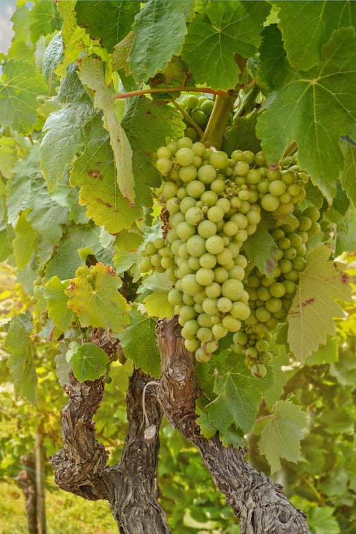 Private Day Trip From Vienna to Melk & Dürnstein in English - Melk Abbey