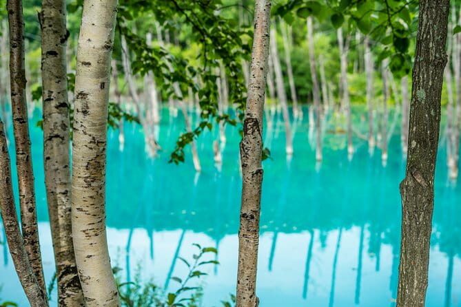 Private Day Trip to Asahiyama Zoo and Biei Blue Pond - Key Points