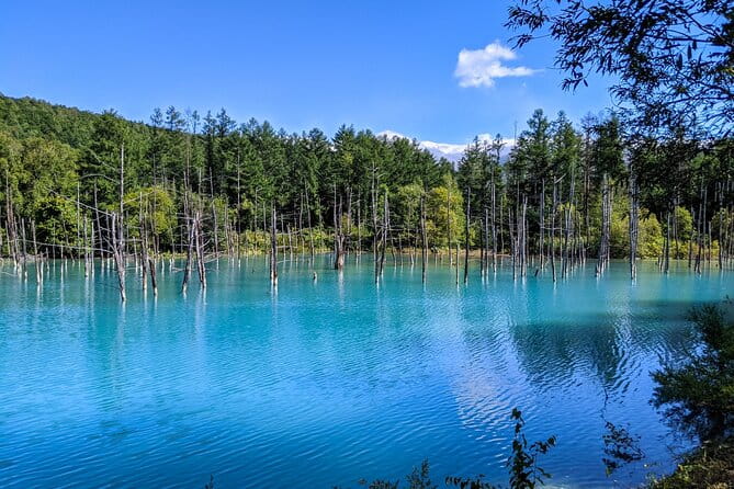 Private Day Trip to Asahiyama Zoo and Biei Blue Pond - Pickup Information